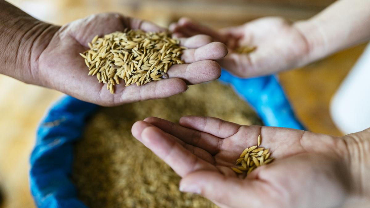petrolul scump reaprinde cursa pentru biocombustibili avertisment lumea se indreapta spre o criza alimentara
