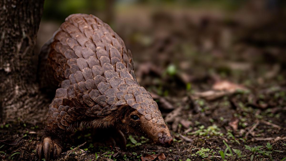 stevie un pangolin salvat din traficul ilegal s a intors in salbaticie si acum este foarte probabil tata