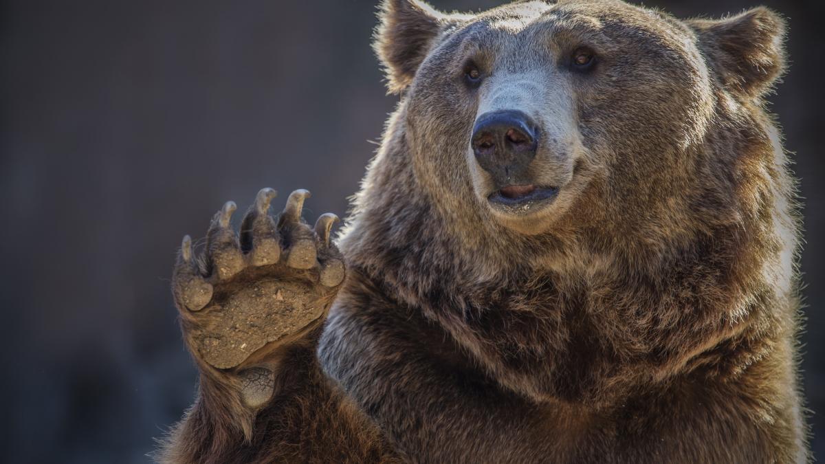 un urs extrem de inteligent a pus pe jar autoritatile japoneze dupa ce a ranit 4 oameni animalul ar fi descuiat singur o fereastra