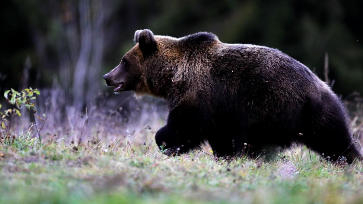 un barbat a murit dupa ce a fost atacat de un urs in judetul sibiu