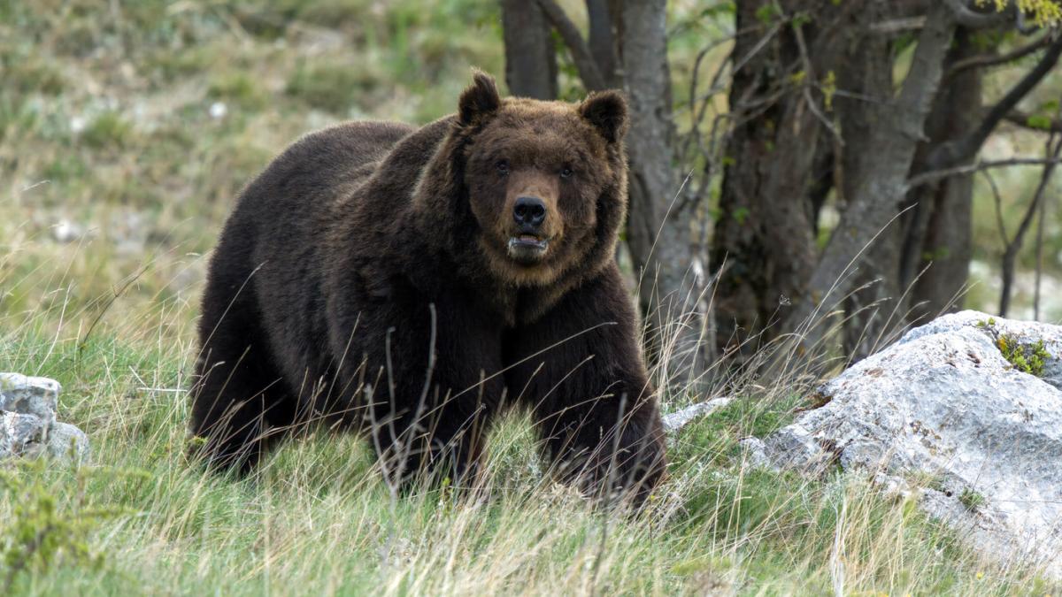 o turista din ucraina a fost dusa la spital dupa ce a fost muscata de un urs pe transfagarasan
