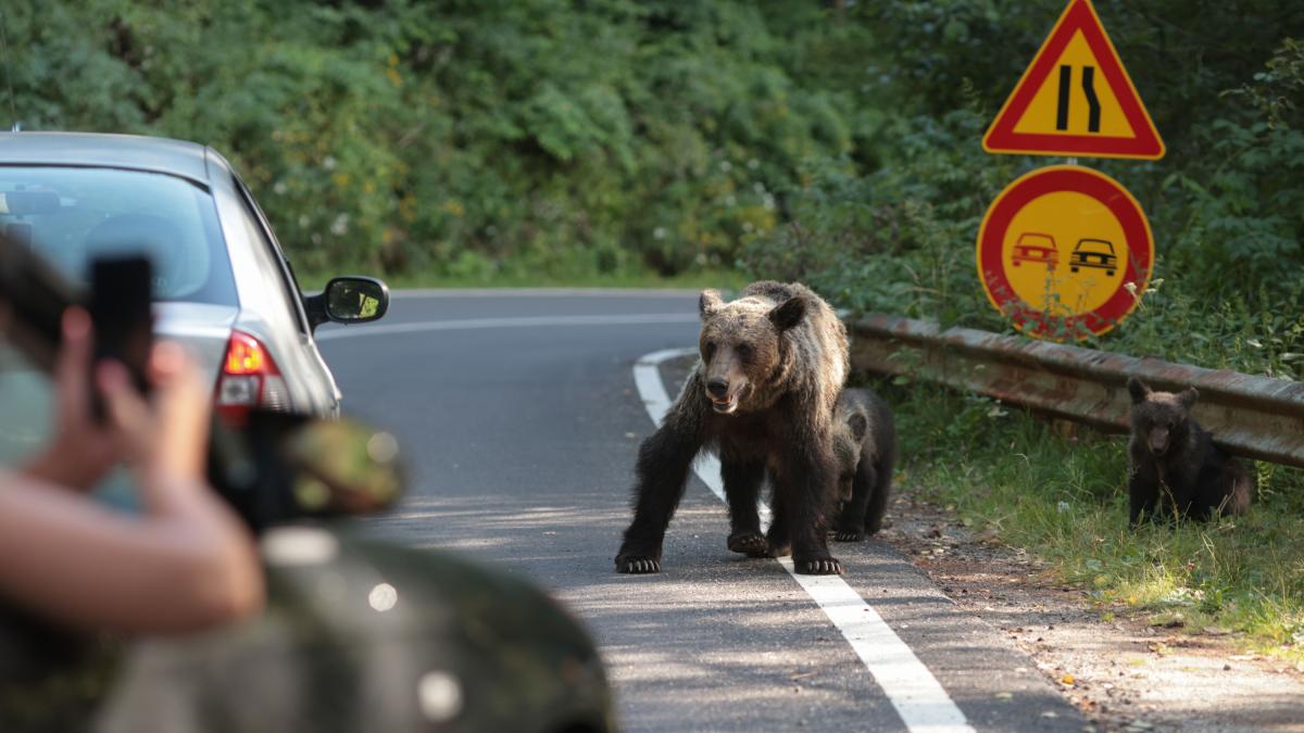 am vazut ursi pe strada aproape de bucuresti un sef de directie silva acuza ca numarul ursilor din tara este subevaluat