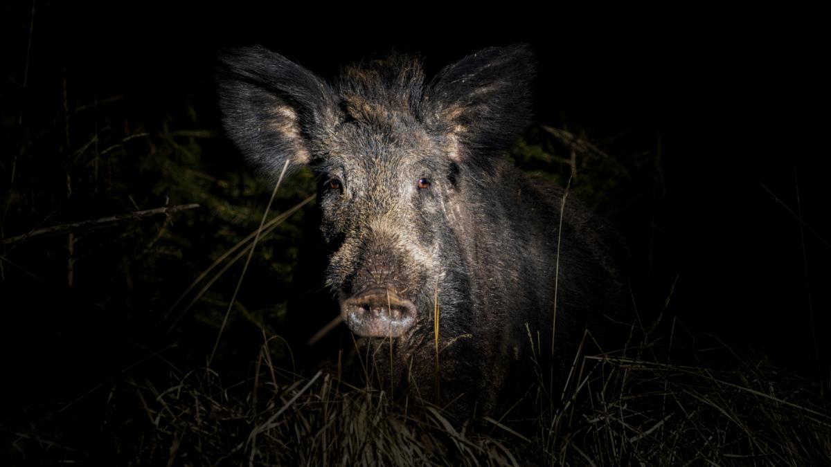 mesaj ro alert porc mistret semnalat in pipera langa bucuresti locuitorii din cartierul bogatilor sunt rugati sa ramana in case