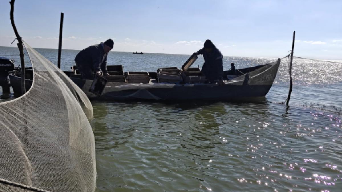 pescari