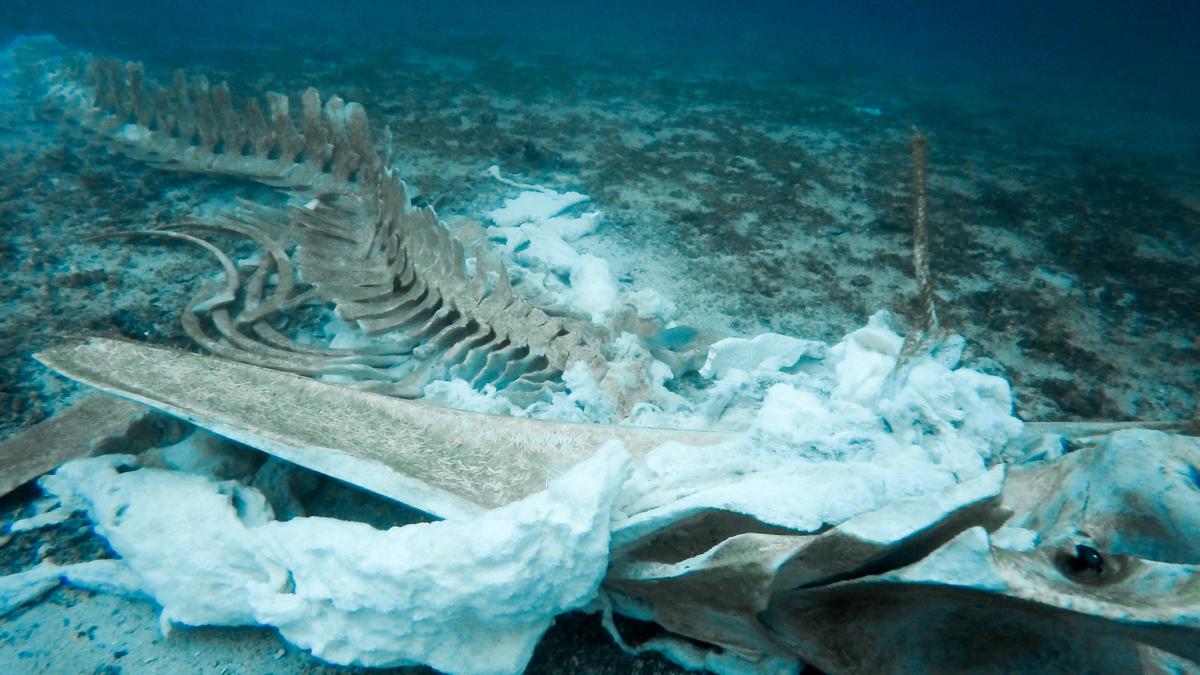 un urias cimitir de balene a fost descoperit pe fundul oceanului indian sunt 500 de schelete unele vechi de 5 milioane de ani