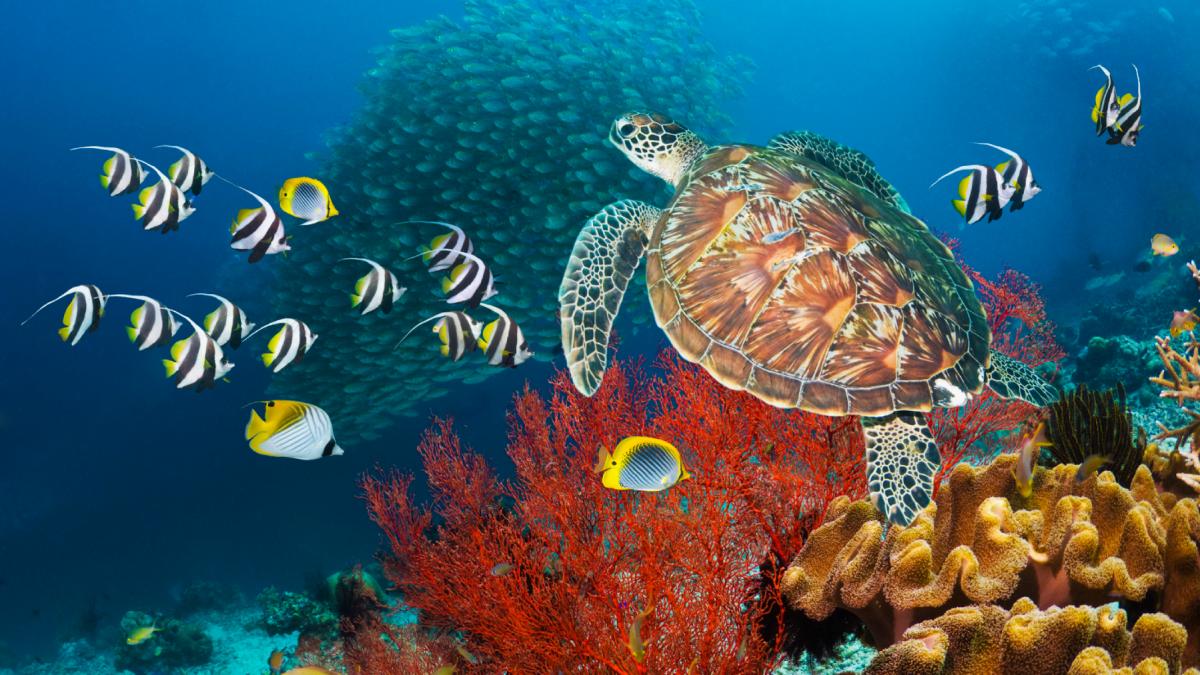 china sustine ca e spionata de testoase si pesti servicii secrete straine ar folosi animalele marine ca sa realizeze harti subacvatice