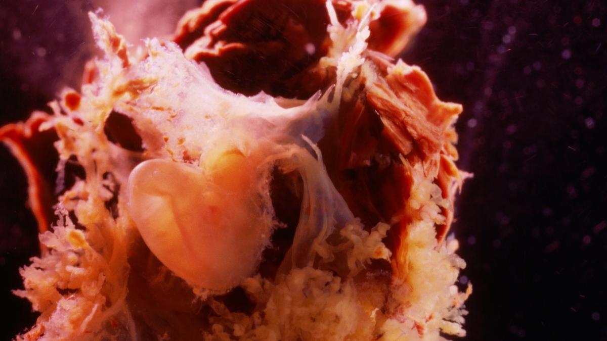 secretul formarii corpului uman a fost decodat semnalul microscopic din embrion care da startul vietii