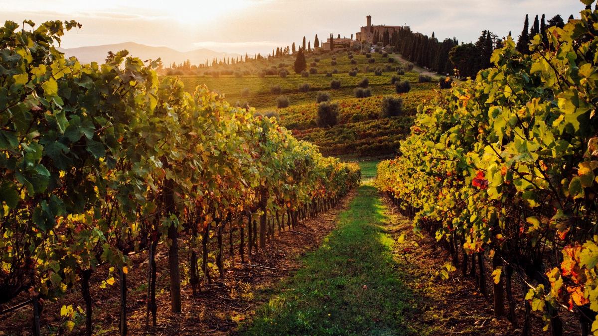 o descoperire neasteptata in toscana adn din seminte romane arata ca vita de vie din chianti producea struguri albi acum 2 000 de ani