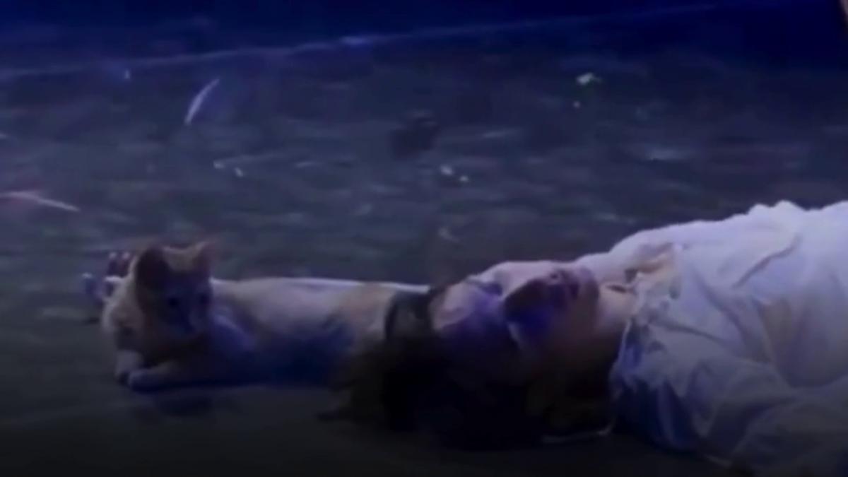 o pisica a preluat controlul pe scena in ultimul act din spectacolul de balet romeo si julieta
