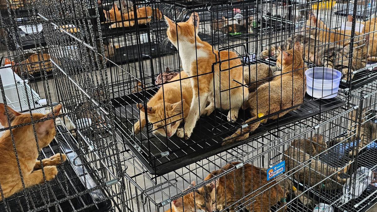 400 de pisici au fost salvate in vietnam animalele fusesera furate de la stapanii pentru a fi mancate