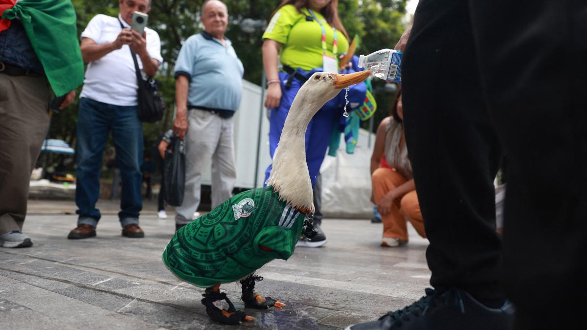 ratoiul merlin preia in secret rolul de mascota a cupei mondiale a ajuns viral dupa ce s a plimbat prin capitala cu tricoul mexicului