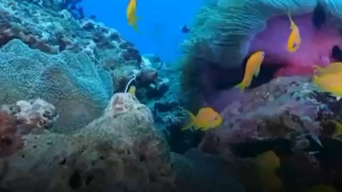 studiu inteligenta artificiala a identificat zone oceanice unde recifurile de corali pot supravietui schimbarilor climatice