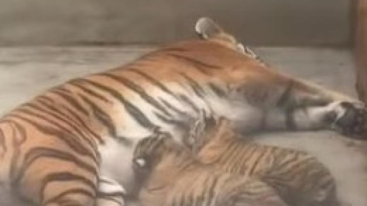doi pui de tigru siberian s au nascut la gradina zoologica din oradea vizitatorii sunt invitati sa ii adopte simbolic