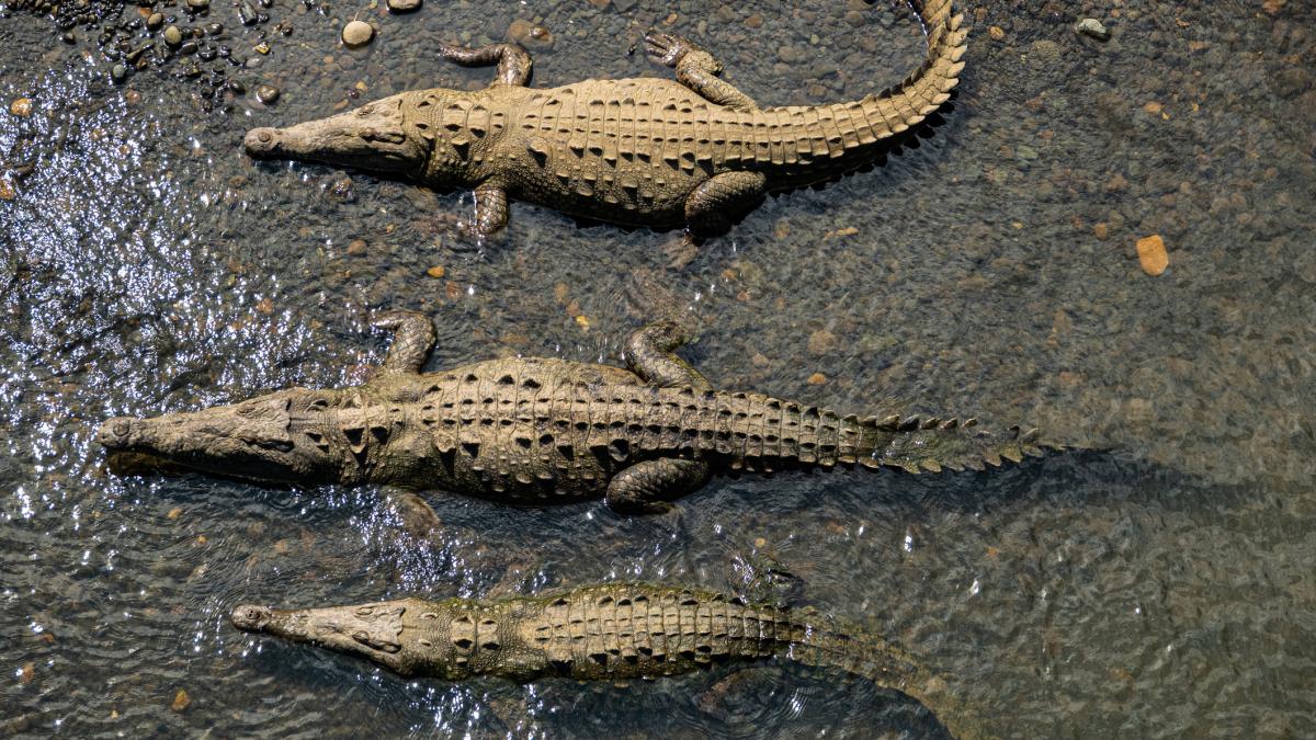 un barbat a fost arestat dupa ce e acuzat ca ar fi impins un copil in tarcul crocodililor de la o gradina zoologica din anglia