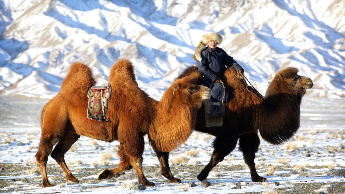 ninsoare rara de vara in mongolia si temperaturi de 5 grade capitala si mai multe provincii sunt afectate de o racire brusca a vremii