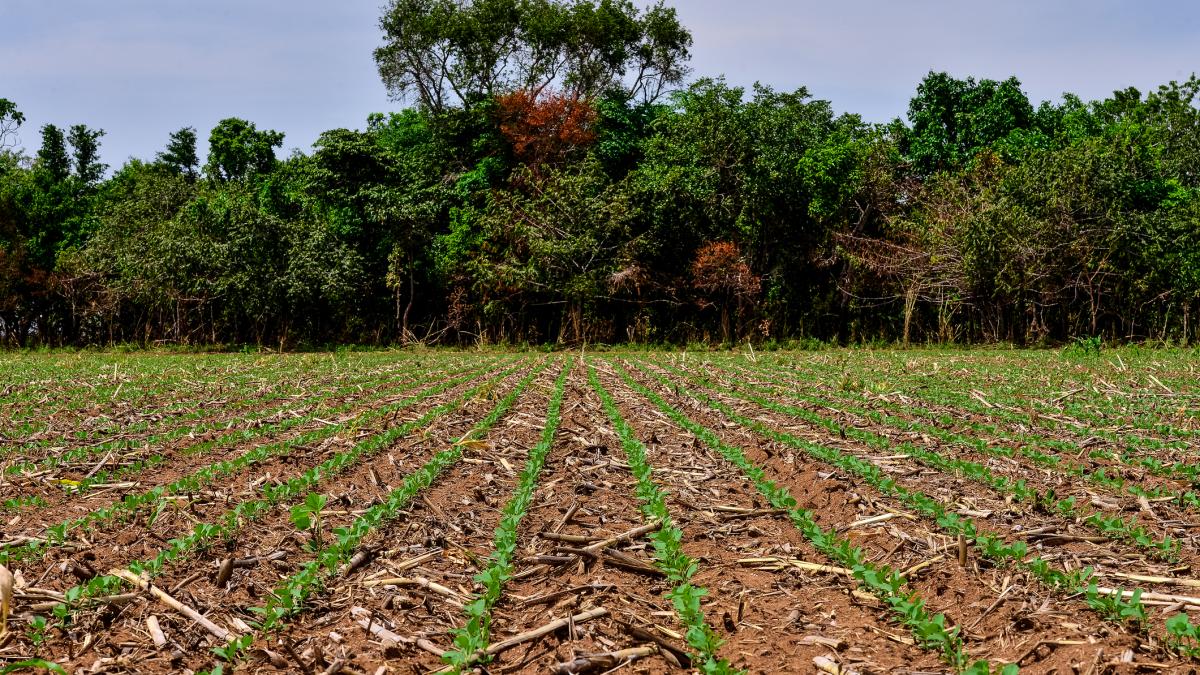 bbc totul are propria sa ordine si propriul sau scop fermele din amazon sfideaza agricultura moderna
