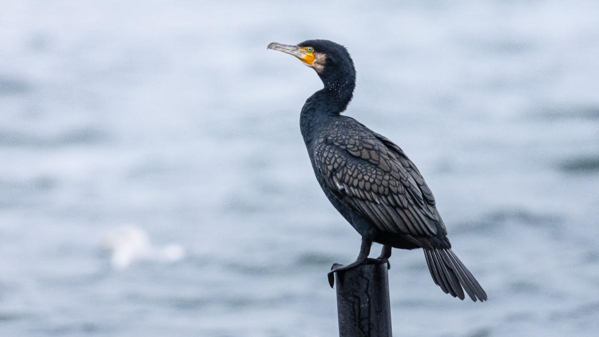 dosar penal dupa ce un cormoran a fost gasit cu o coarda legata de gat in delta dunarii