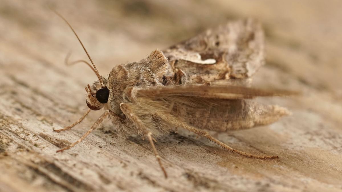 misterul fluturilor buha gamma care au invadat capitala specialist e una dintre cele mai spectaculoase migratii din lumea insectelor