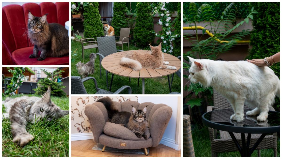 prima cafenea cu pisici maine coon din romania se deschide in bucuresti cum arata locul inedit cu uriase blande