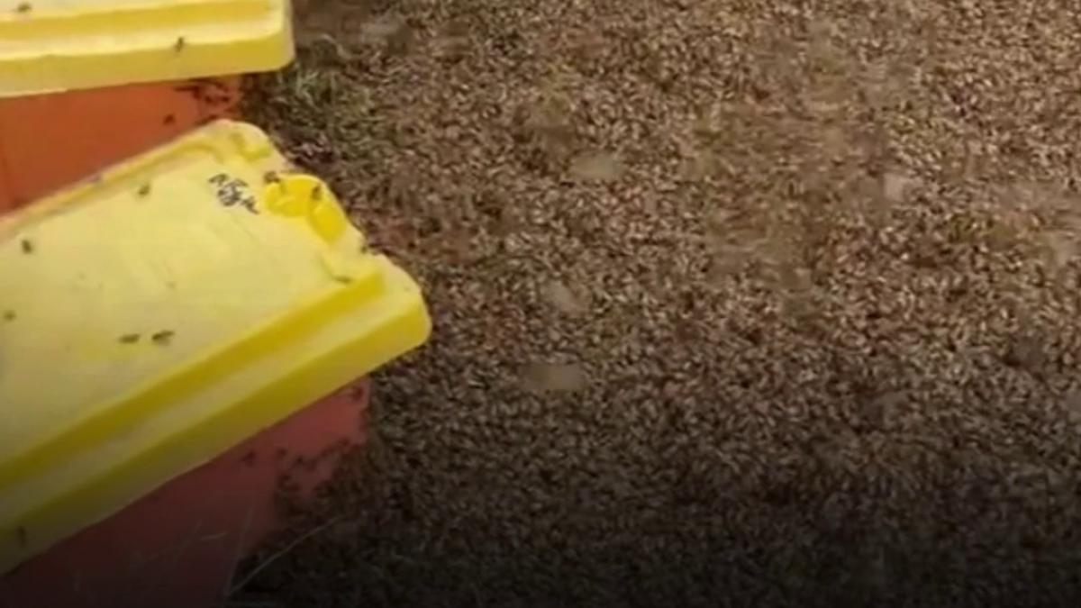 doua milioane de albine au scapat intr un cartier din texas dupa ce un camion care transporta stupi s a rasturnat