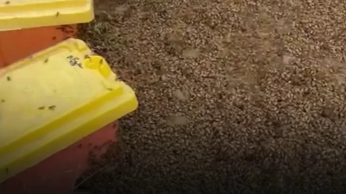 doua milioane de albine au scapat intr un cartier din texas dupa ce un camion care transporta stupi s a rasturnat