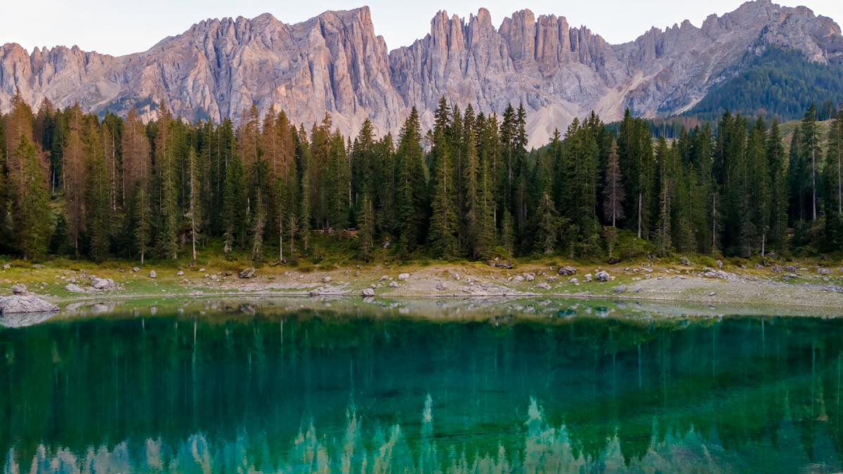 italia a plantat milioane de molizi pentru a proteja alpii dupa 90 de ani cercetatorii au descoperit ca biodiversitatea s a prabusit