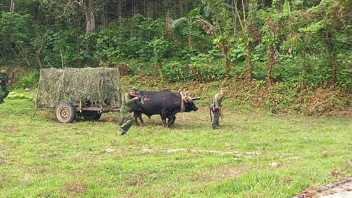 piese de artilerie tractate de bivoli si fermieri cu kalasnikov cum se pregatesc cubanezii de o posibila invazie a sua