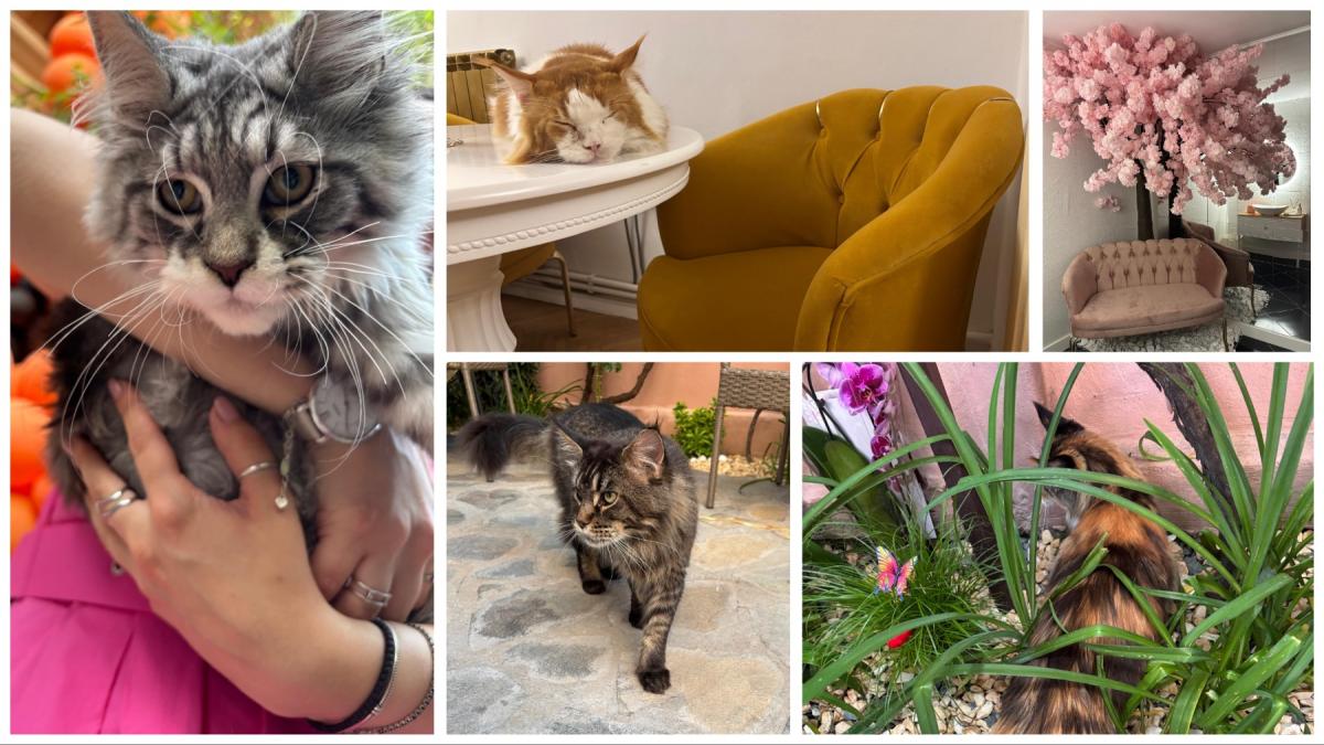 cafenea pisici maine coon bucuresti unica romania