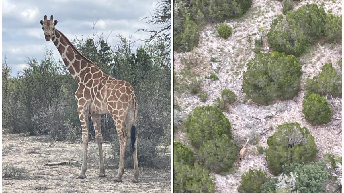 girafa