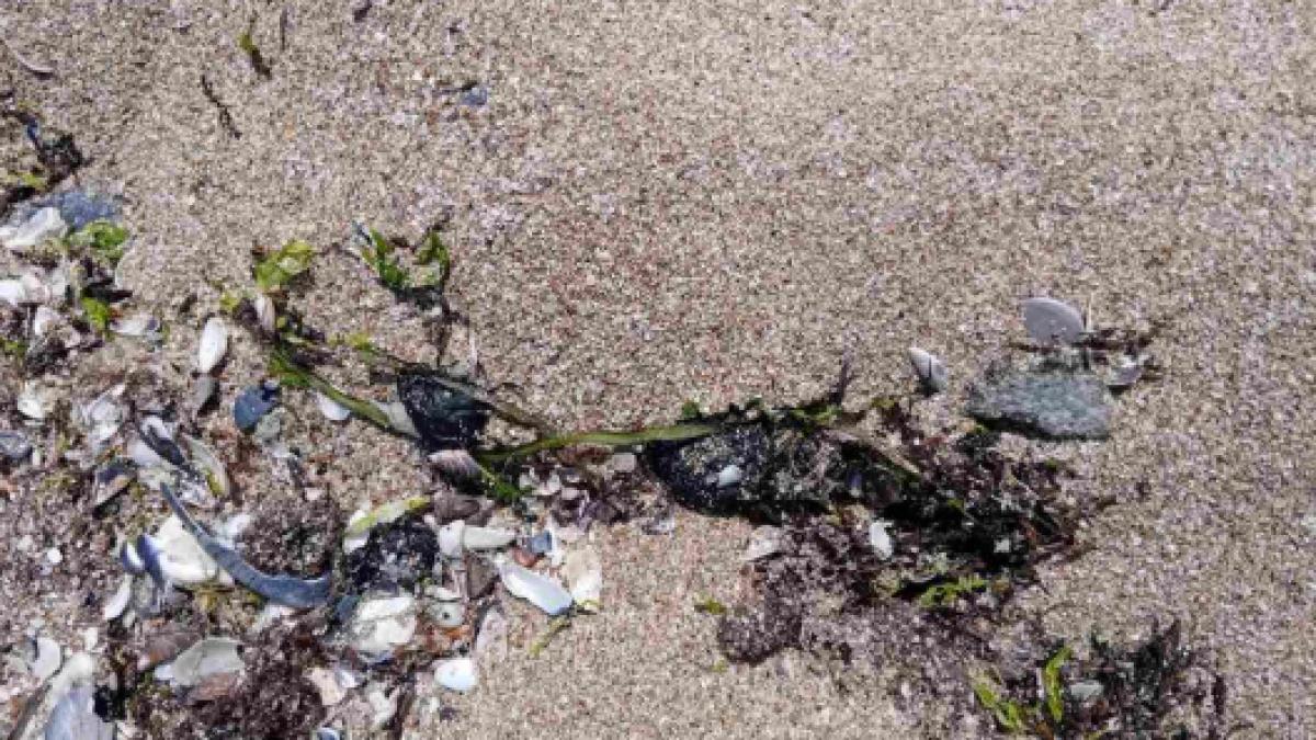poluare cu pacura pe plajele de pe litoralul bulgaresc al marii negre sunt suspiciuni ca de vina este flota fantoma a rusiei