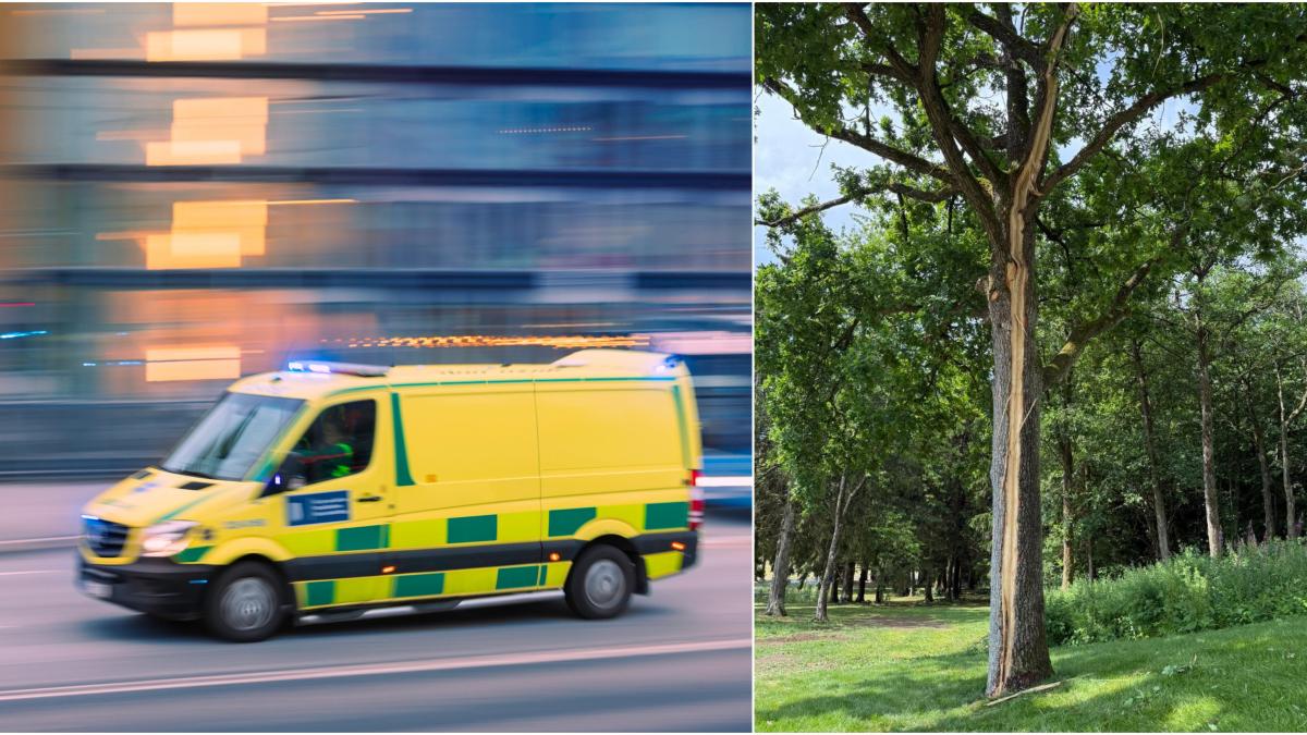 un fulger a lovit un copac intr un parc de distractii din suedia o femeie a ajuns la spital in stare grava