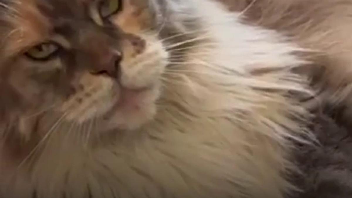 am fost la singura cafenea cu pisici maine coon din romania tocmai s a deschis in bucuresti