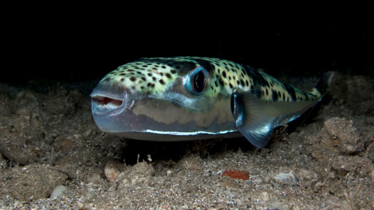 peste iepure lagocephalus sceleratus