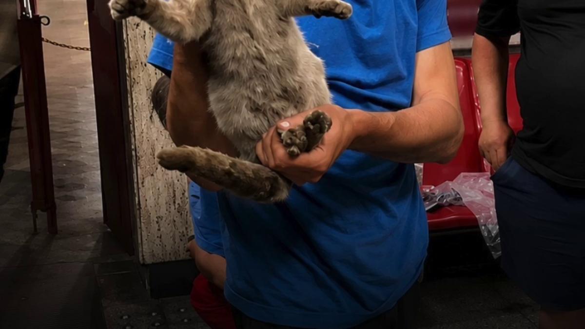 opt oameni au muncit cinci zile si cinci nopti sa salveze pisica blocata in tunelul metroului la politehnica