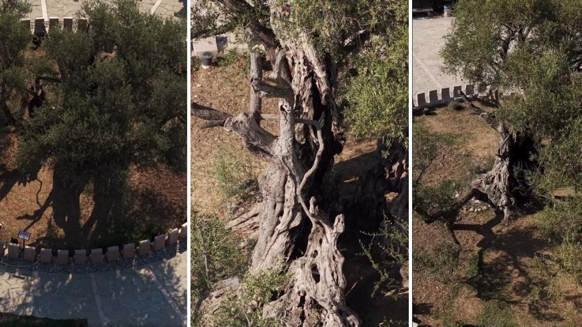 povestea maslinului vechi de 2 250 de ani salvat dupa multe eforturi ale unei mici comunitati din muntenegru este o mare onoare