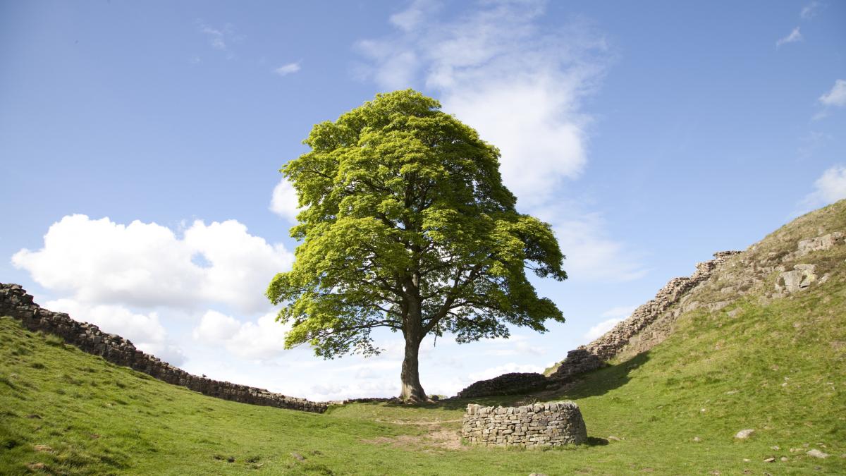 un lastar al celebrului arbore sycamore gap a fost furat de pe domeniul unui castel la doar cateva luni dupa ce a fost plantat