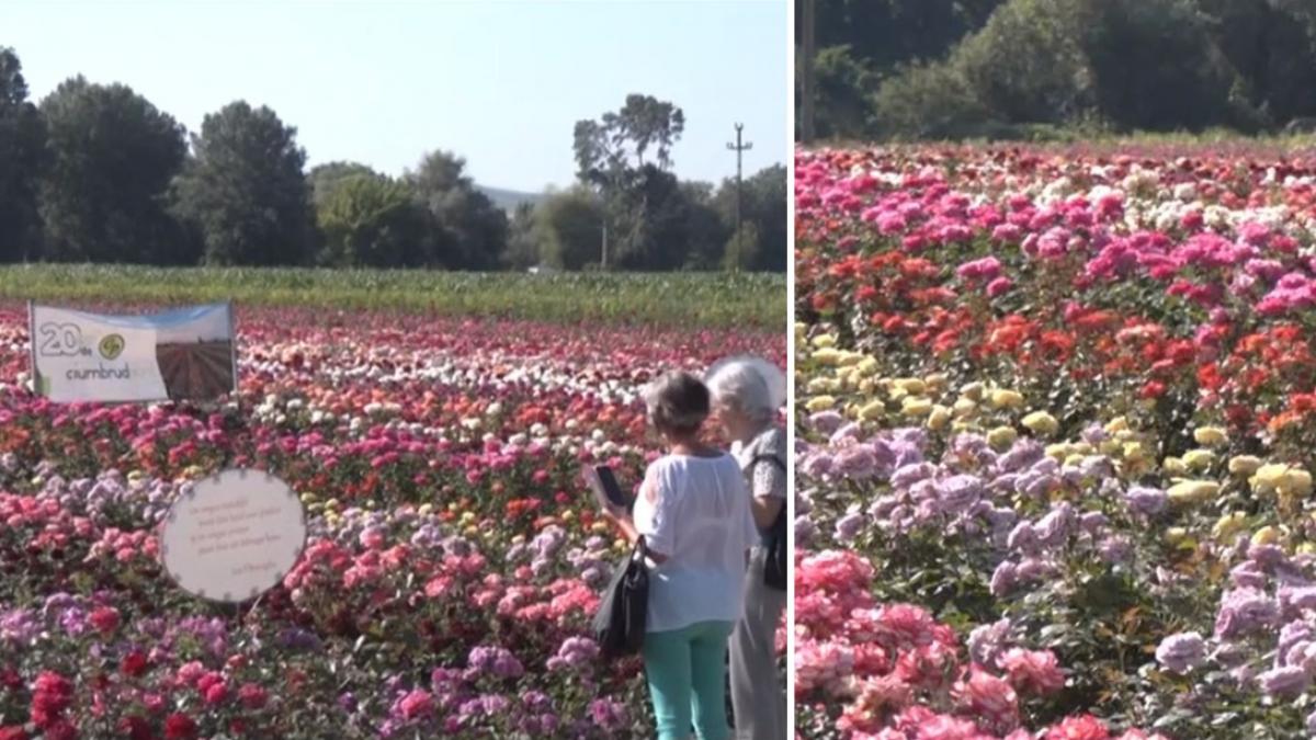 paradisul trandafirilor din romania atrage mii de vizitatori peste un milion de flori din peste 100 de soiuri infloresc la ciumbrud
