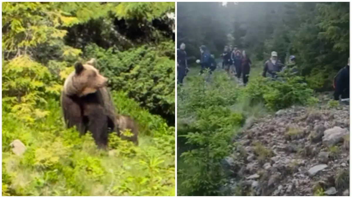 37 de turisti polonezi au fost coborati de pe munte de jandarmi dupa aparitia unei ursoaice cu un pui pe traseu