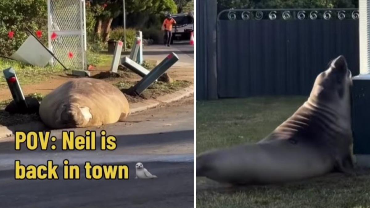 autoritatile din australia le cer fanilor sa respecte intimitatea lui neil o foca de o tona care nu respecta nimic