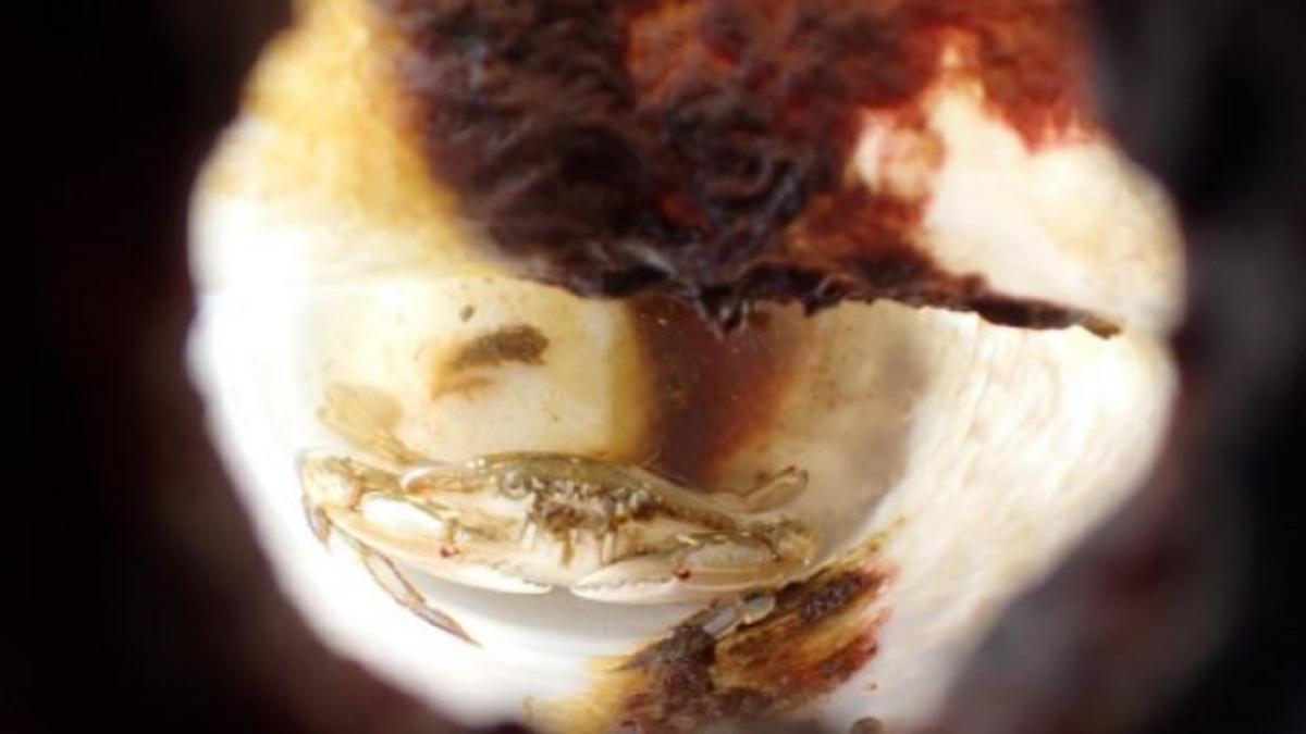 cercetatorii au gasit o sticla de plastic plutind in ocean si au fost uimiti sa vada o creatura marina traind in interiorul ei