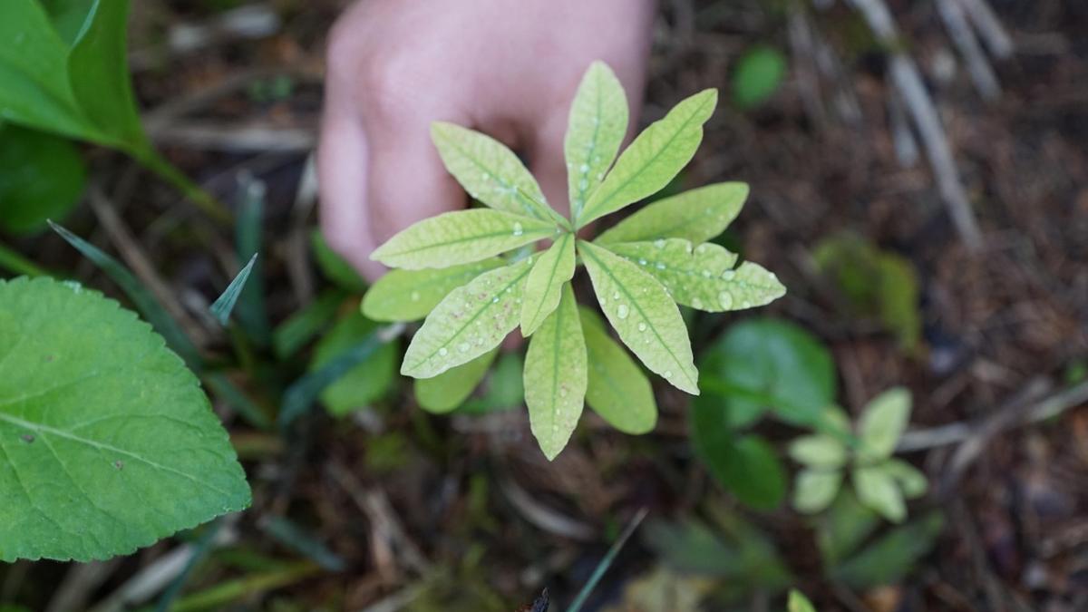 planta