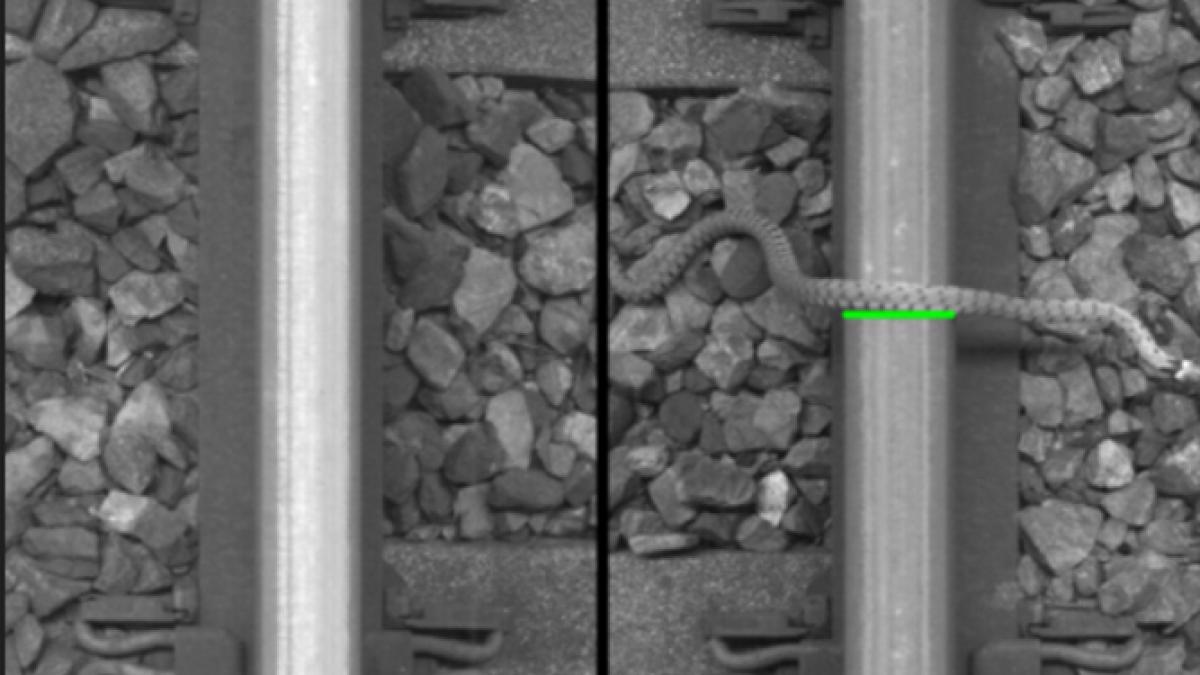 inteligenta artificiala a confundat un sarpe care traversa o cale ferata cu un defect la o sina