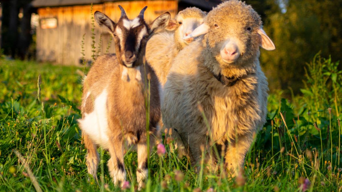 oi capre ovine caprine