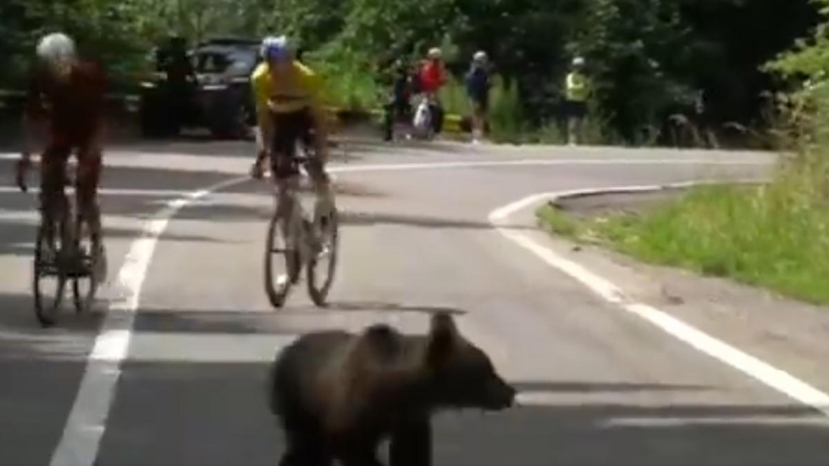 francezii sunt pur si simplu uluiti de ce s a intamplat in romania la turul sibiului un ursulet le a taiat calea ciclistilor video