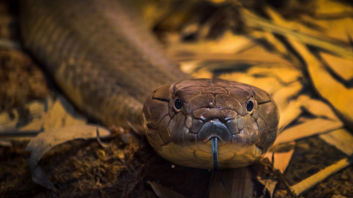 cobra regala