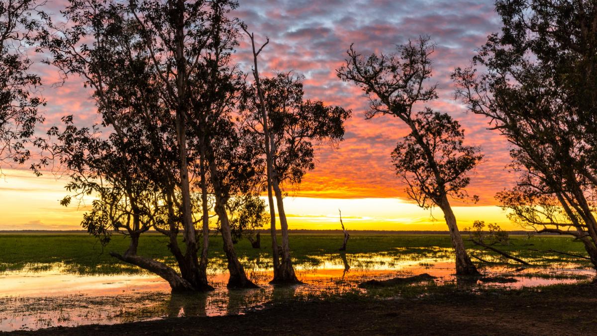 sua au plantat arbori niaouli ca sa dreneze mlastinile dupa 120 de ani copacii produc efecte daunatoare pe care nimeni nu le anticipa
