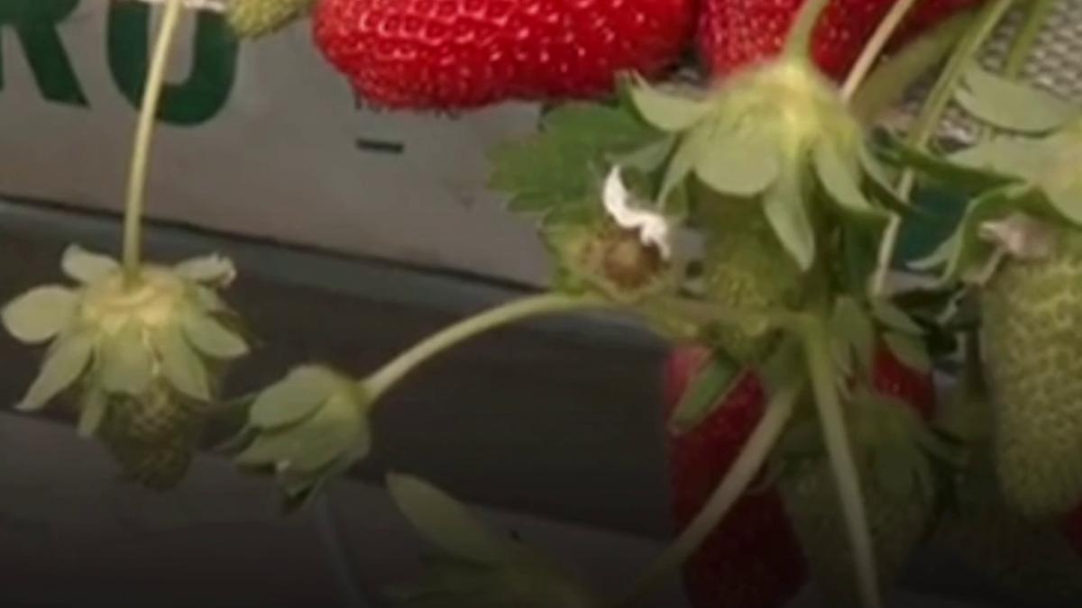studiu aproape 90 dintre capsunile din europa contin urme de pesticide