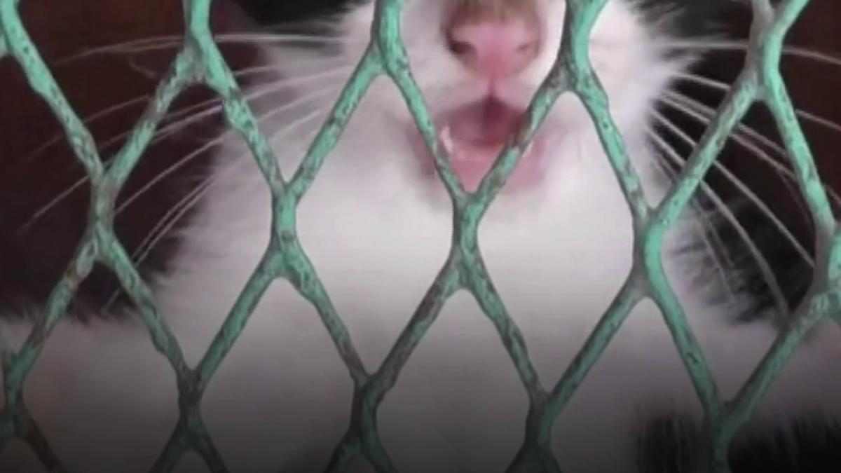 sute de animale salvate dupa cutremurele din venezuela isi cauta stapani