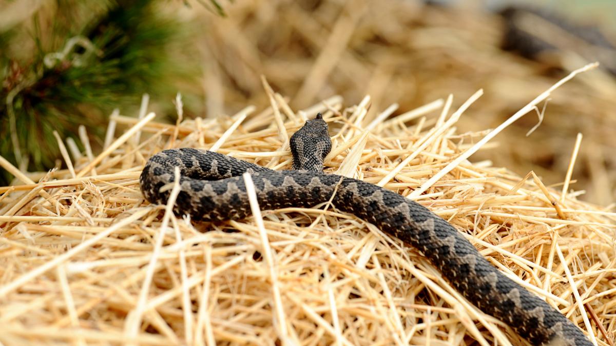 vipera cu corn