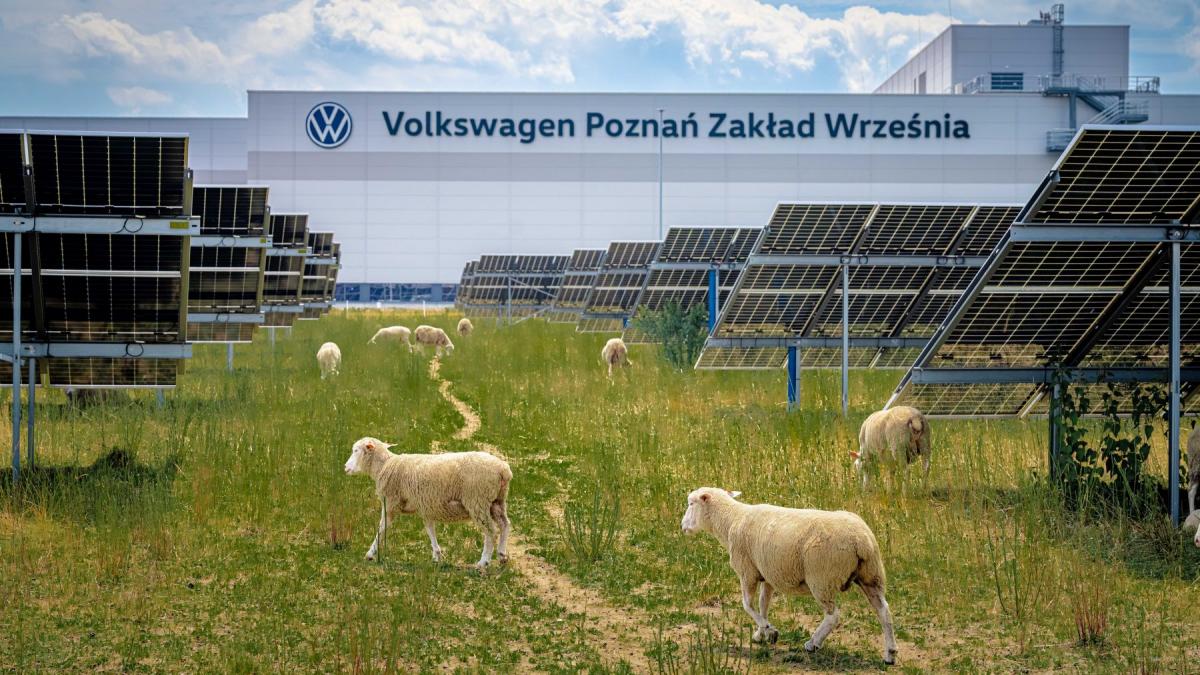 oi care pasc printre panouri pe terenul fabricii volkswagen